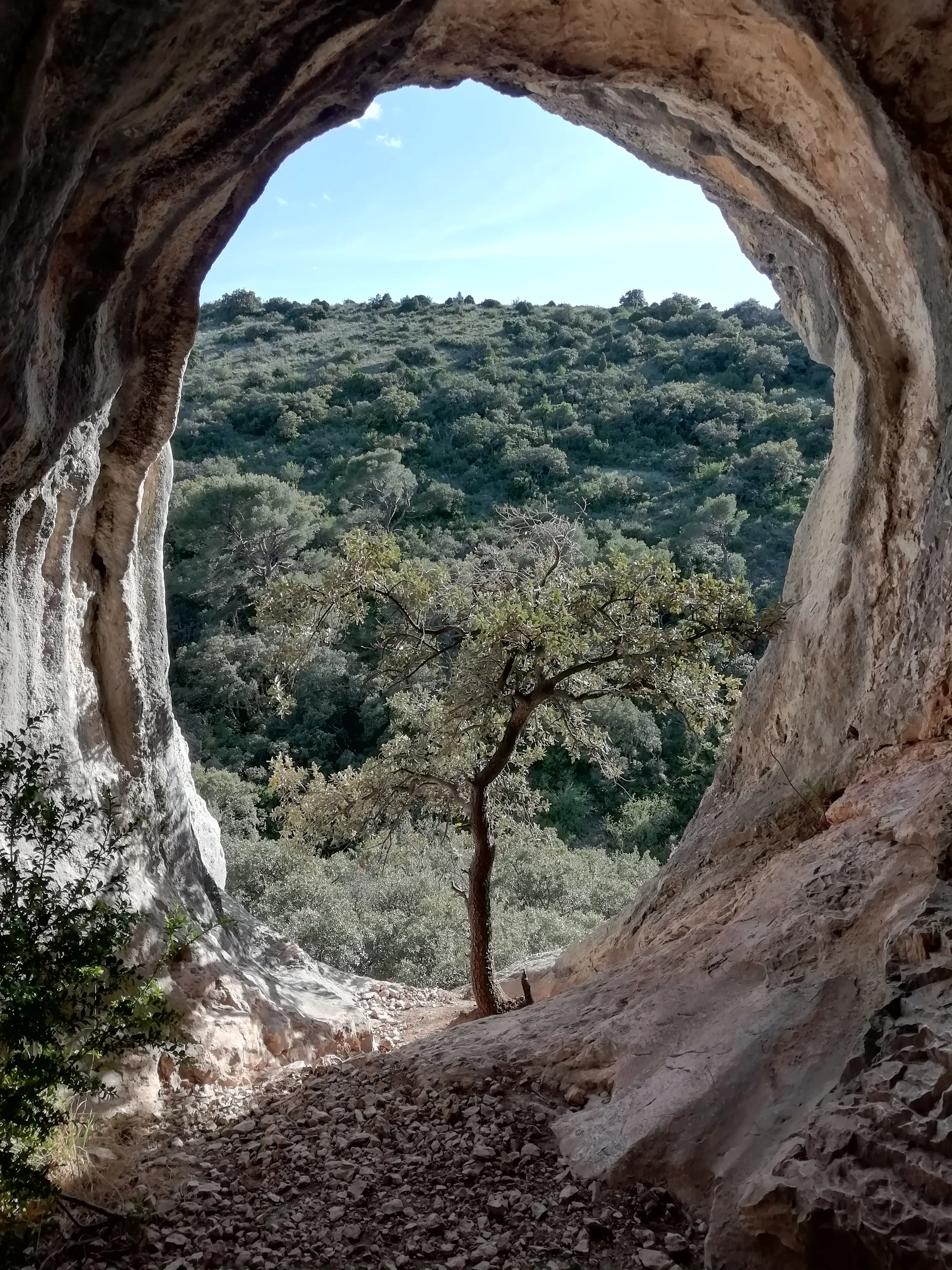 Vue depuis un abri sous roche sur un vallon boisé, avec un chêne isolé au sortir de la cavité