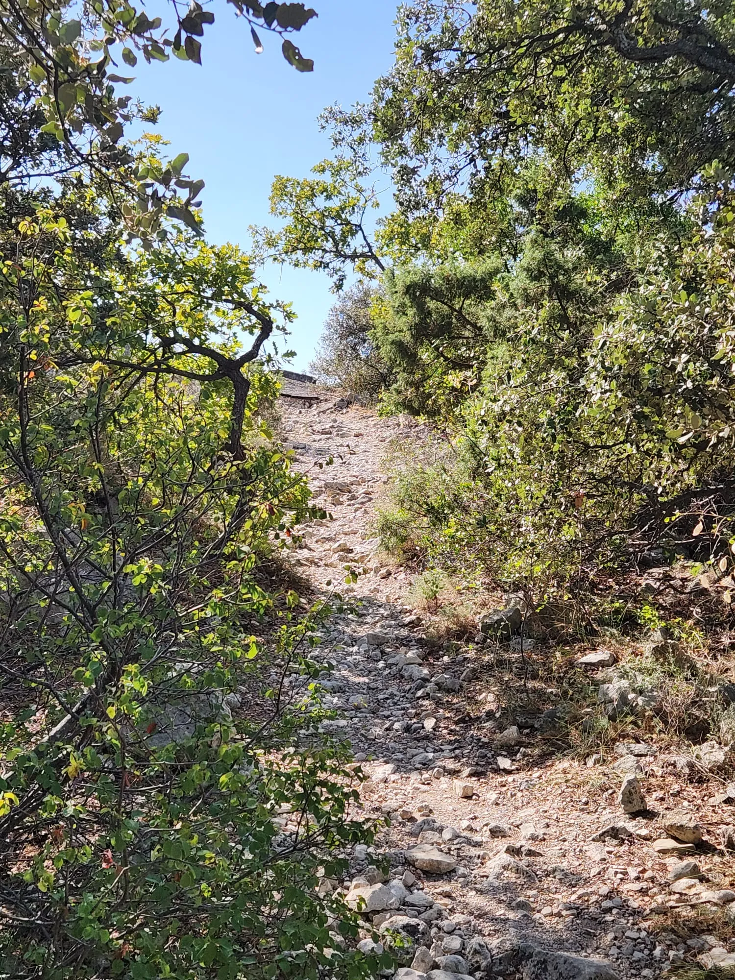 Un sentier de pierres claires qui monte raide entre des chênes verts et des buis