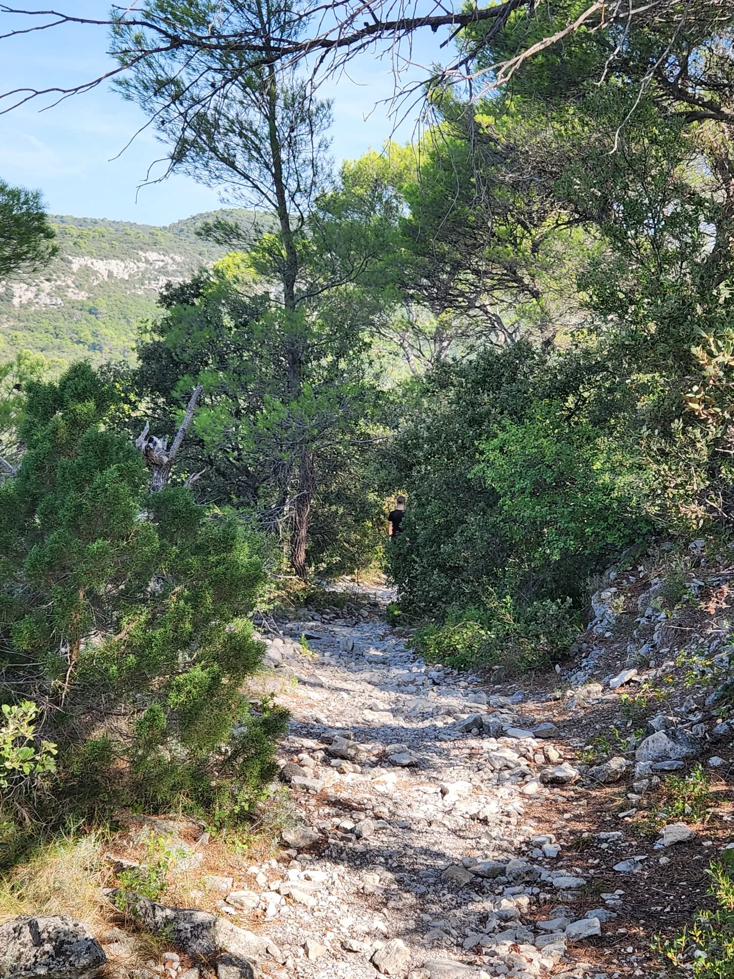 Un sentier caillouteux qui descend sous les pins, une silhouette au loin dans le chemin